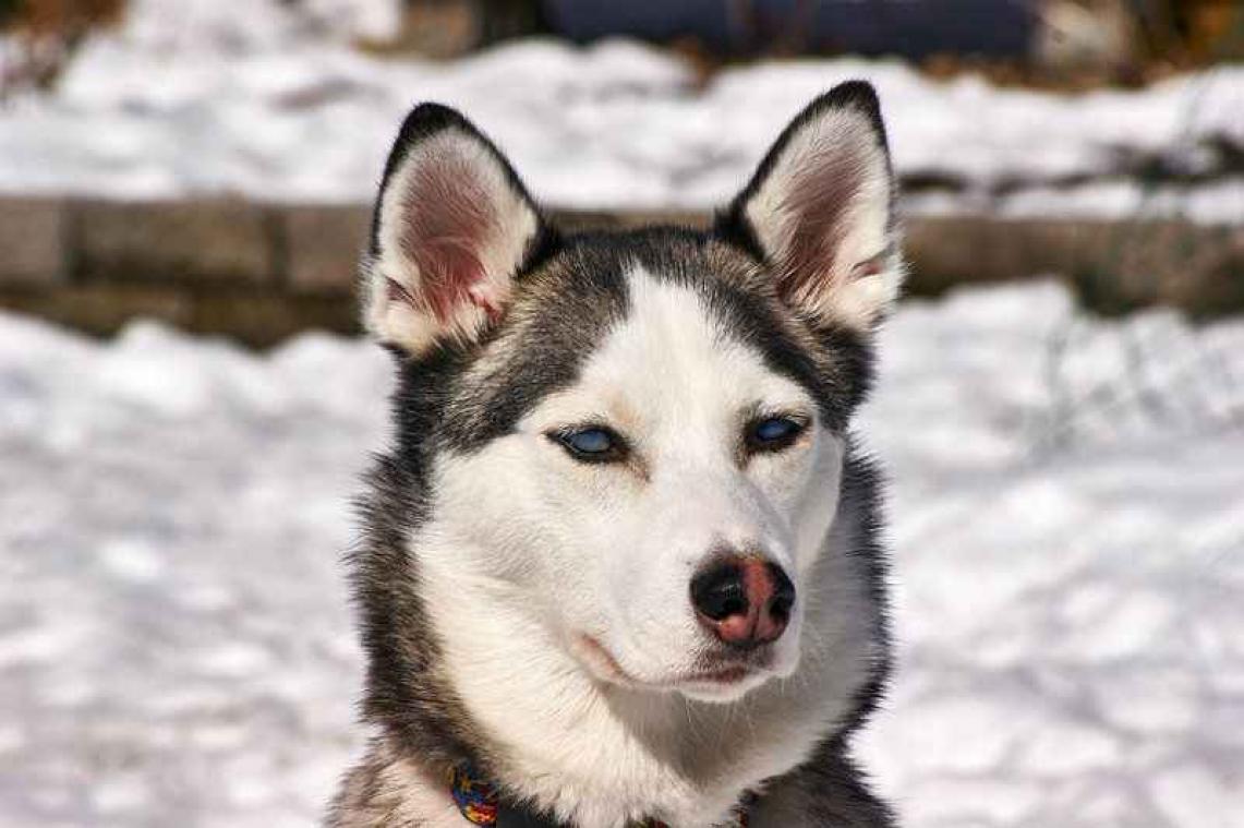 Husky glijdt graag over laminaat, andere doet liever een moonwalk