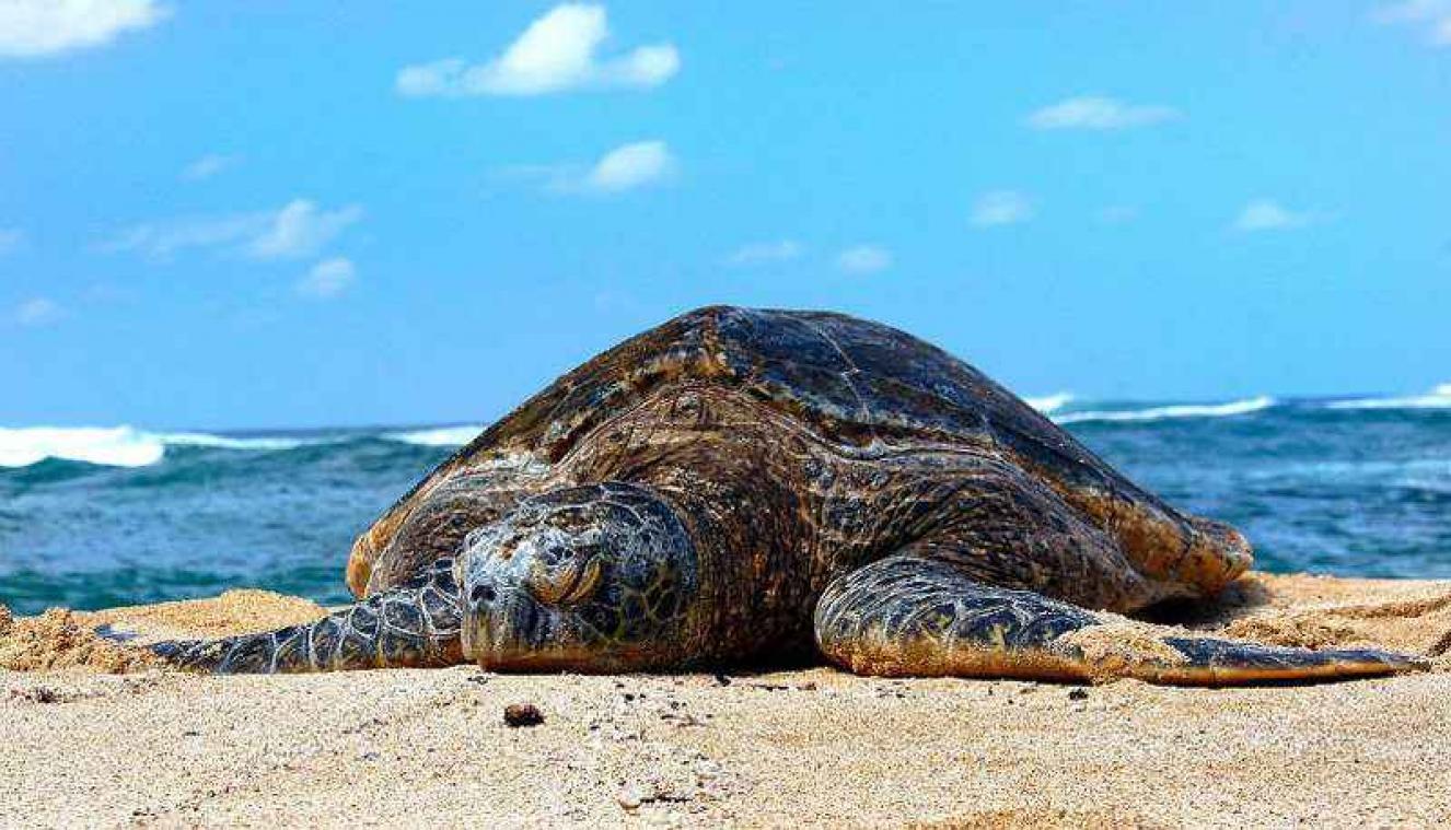 Zeeschildpad slikte geluksmunten van bezoekers in