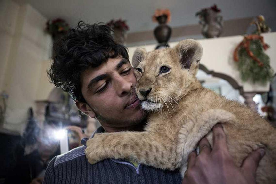 Leeuwenwelpjes komen bij gezin terecht nadat hun zoo in Gaza vernield werd