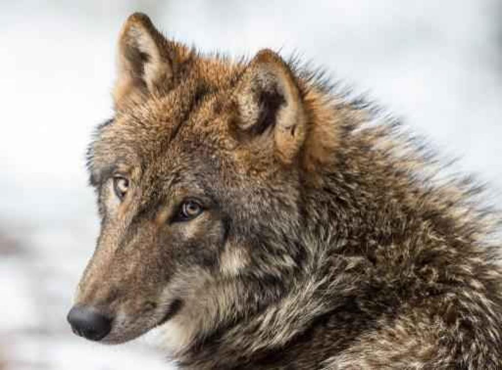 Jongste maanden vier keer wolf waargenomen in Wallonië