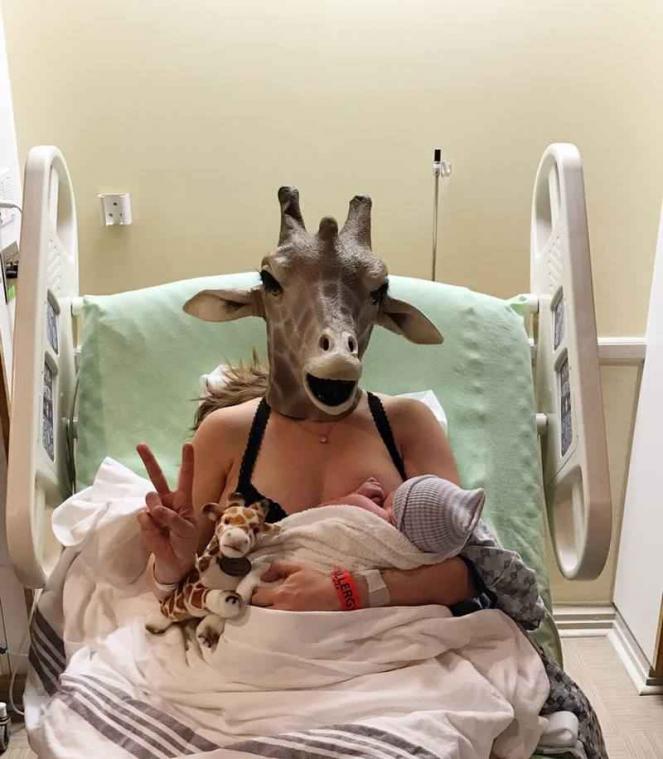 Giraffe-imitator bevalt voor hoogzwangere giraffe