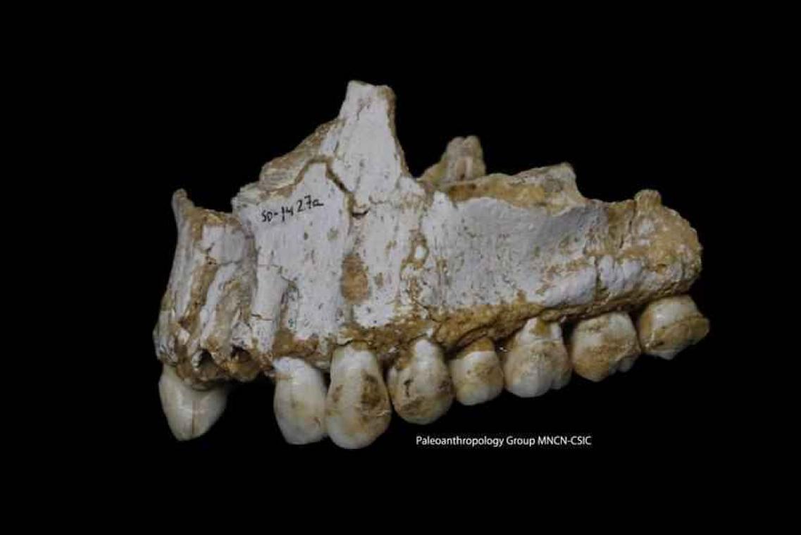 Neanderthalers gebruikten al plantaardige aspirine en penicilline
