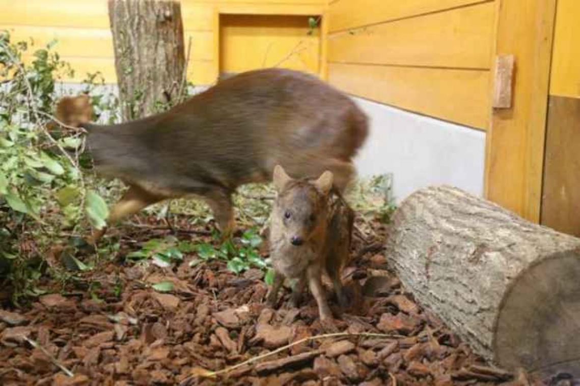 IN BEELD. Japanse zoo verwelkomt kleinste hert ter wereld