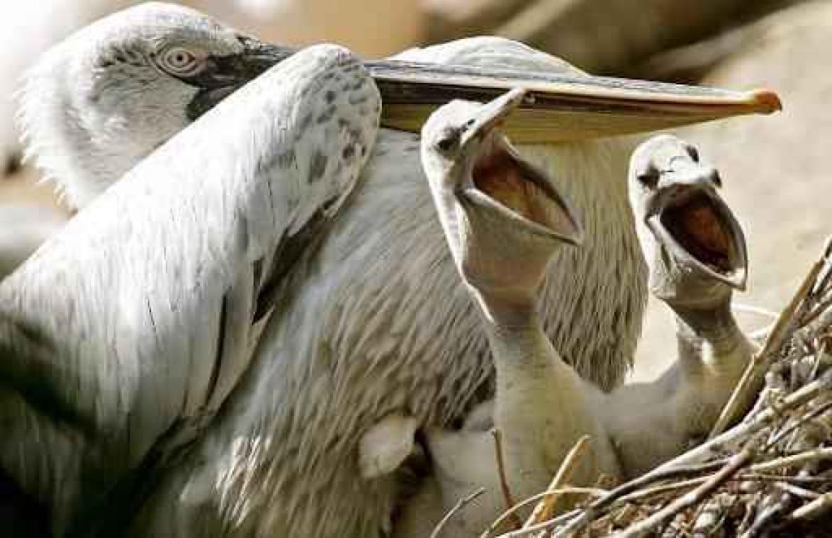 Zoo van Wenen laat alle pelikanen inslapen wegens vogelgriep