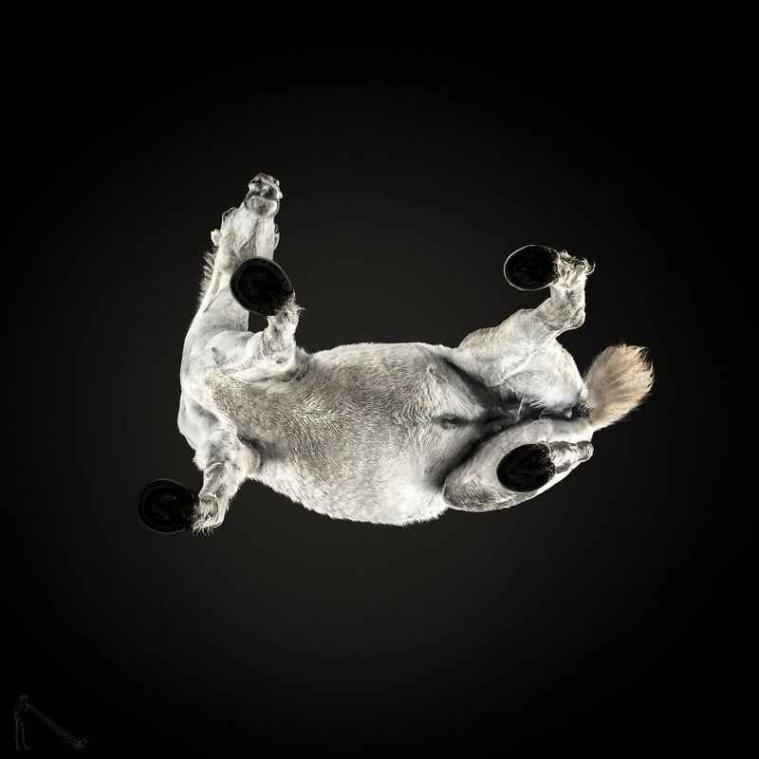 Fotograaf toont paarden vanuit een uniek perspectief