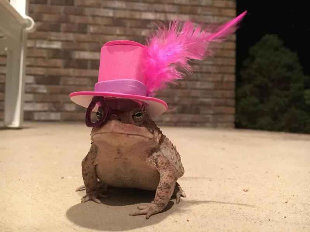 IN BEELD. Man maakt miniaturen hoedjes voor een pad