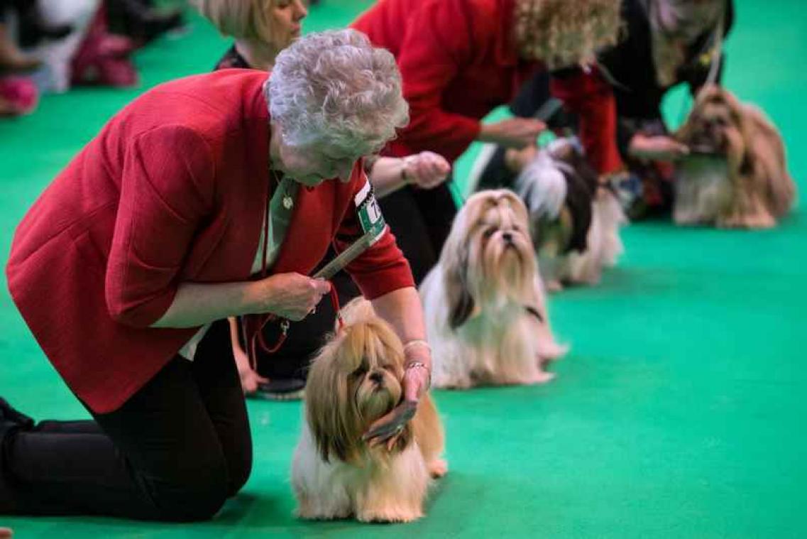 IN BEELD. Honden laten zich van hun beste kant zien