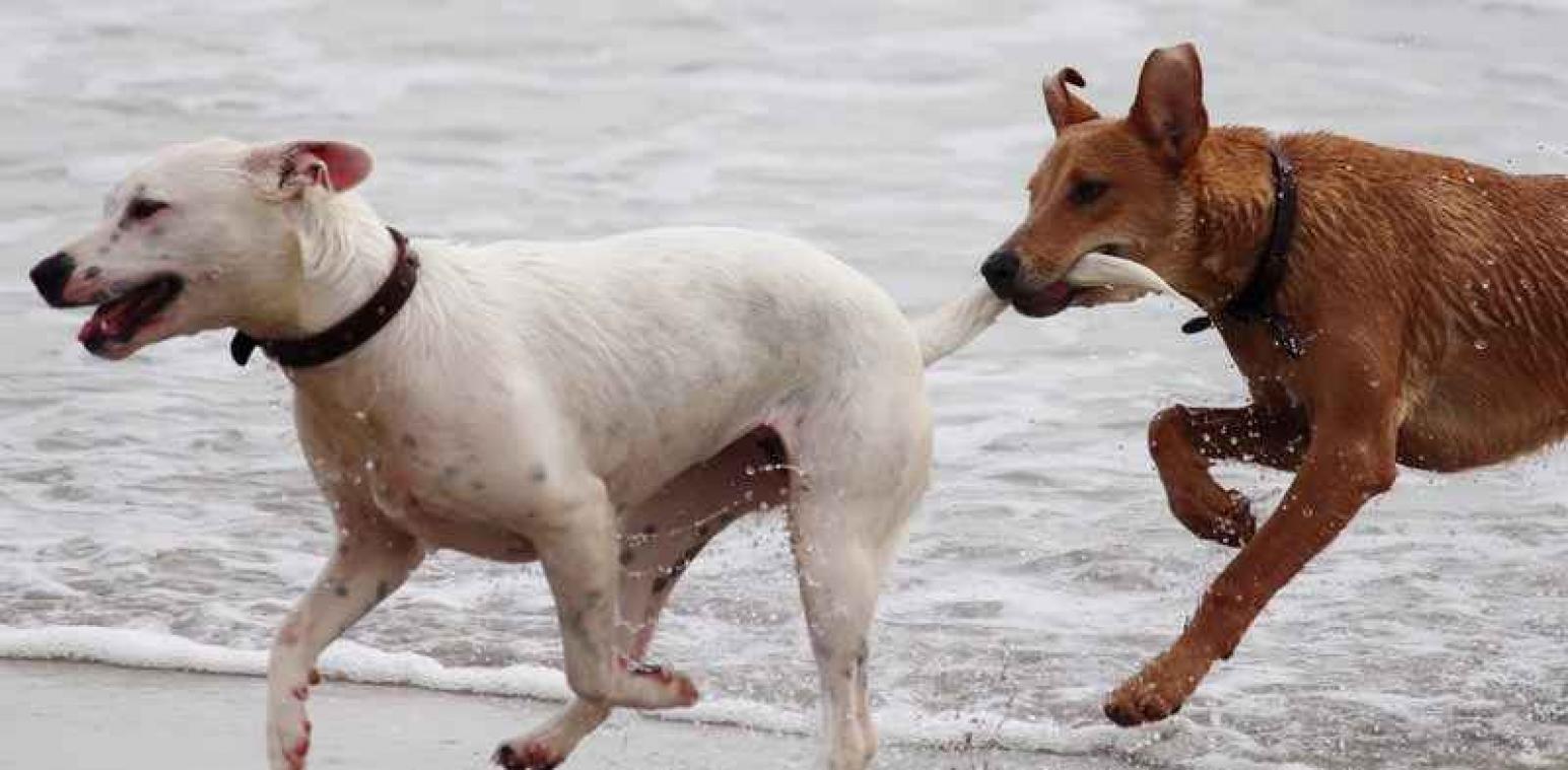 Studie bewijst dat honden listige streken kunnen hebben