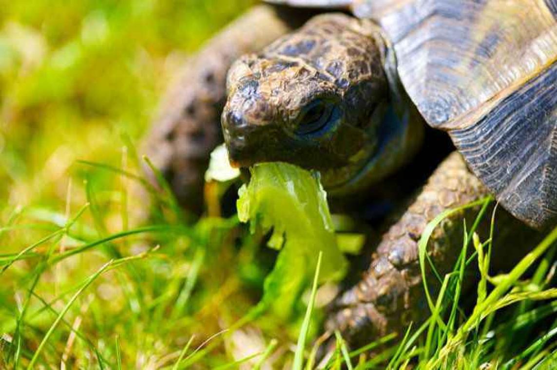Jongetje overvallen door tientallen schildpadden