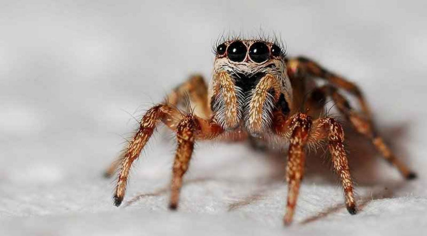 Spinnen eten 400 tot 800 miljoen ton insecten per jaar