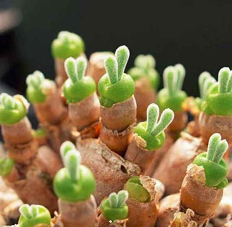 Deze schattige vetplantjes zien eruit als kleine konijnen