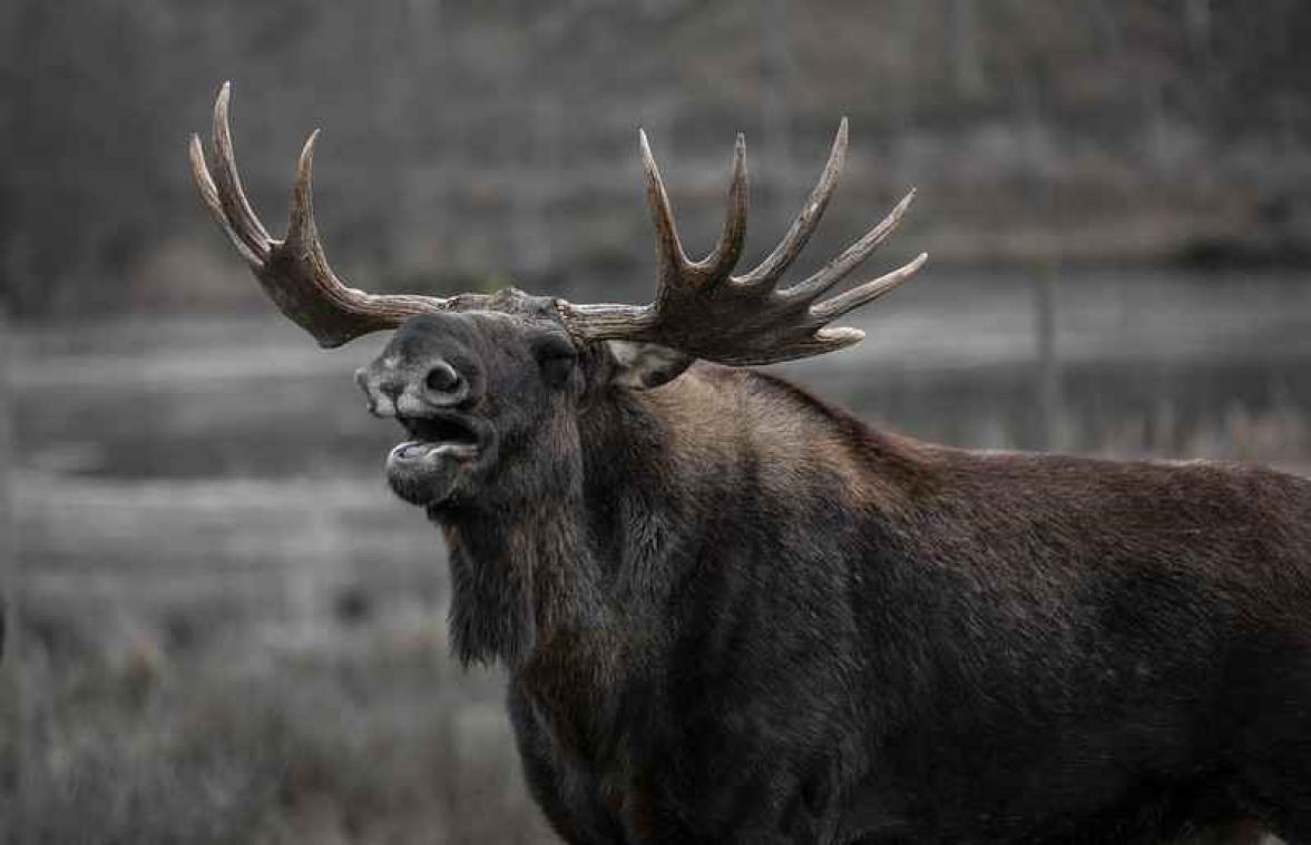Elanden in Alaska hebben last van winterdipje