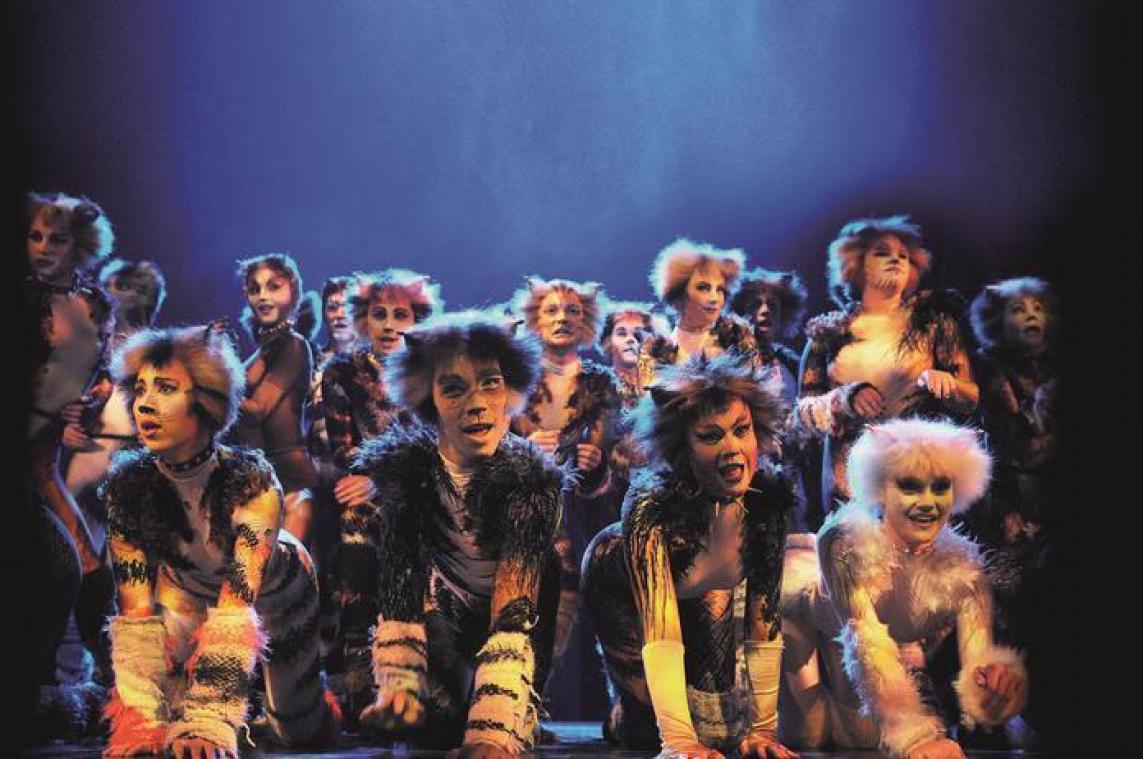Cats komt naar België