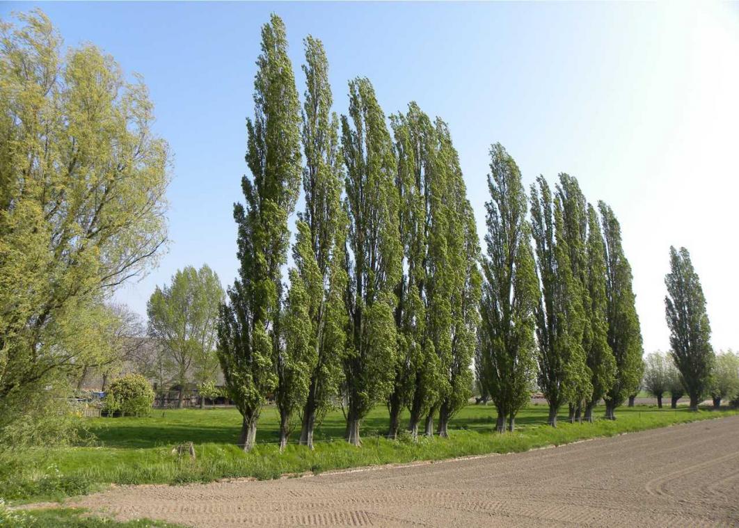 Genetisch gemanipuleerde bomen groeien twee keer sneller