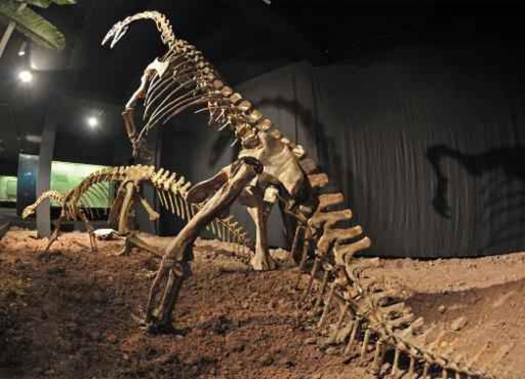 Museum voor Natuurwetenschappen wil dino bekostigen via crowdfunding