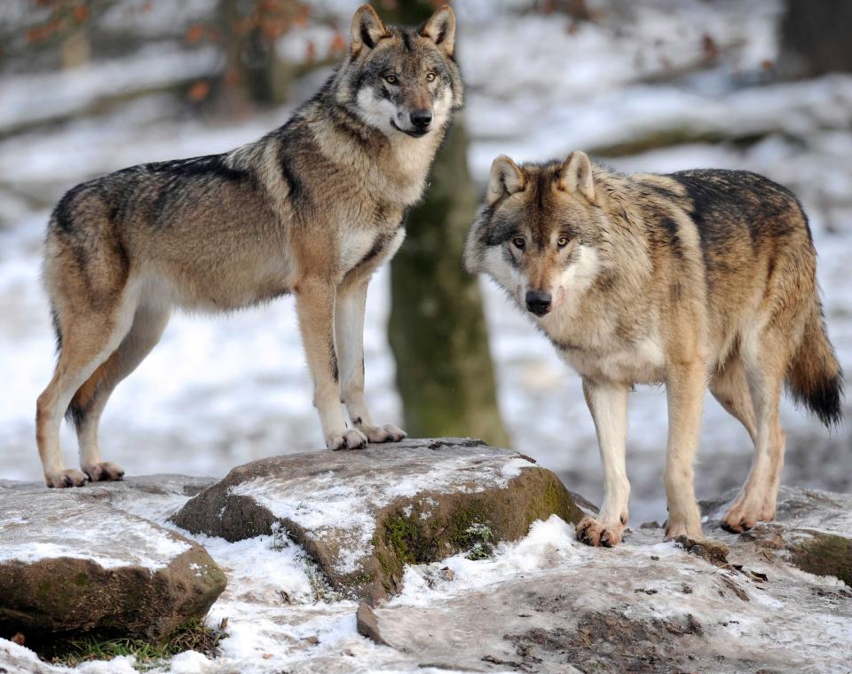 Langstlopende roofdierenstudie komt abrupt ten einde door uitsterven wolvenpopulatie