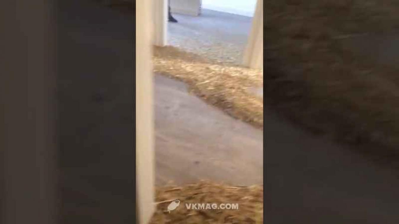 Video: Koppel wordt onaangenaam verrast na huwelijksreis