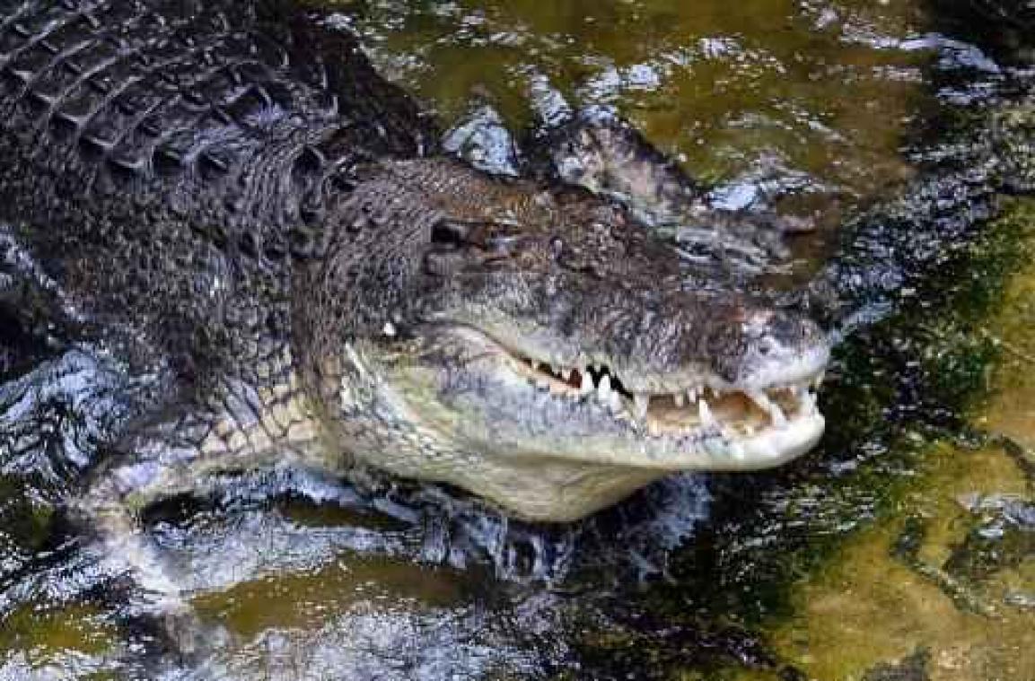 Australische visser vemoedelijk gedood door krokodil