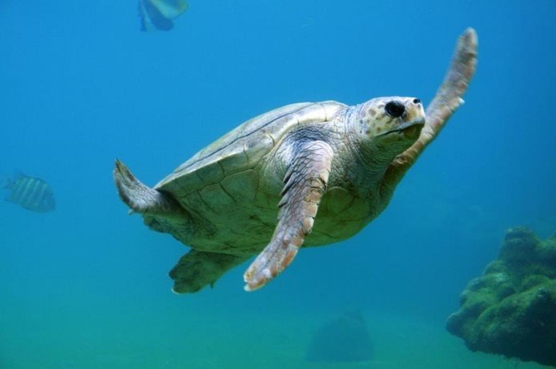 Schildpad die honderden muntstukken inslikte is toch nog overleden