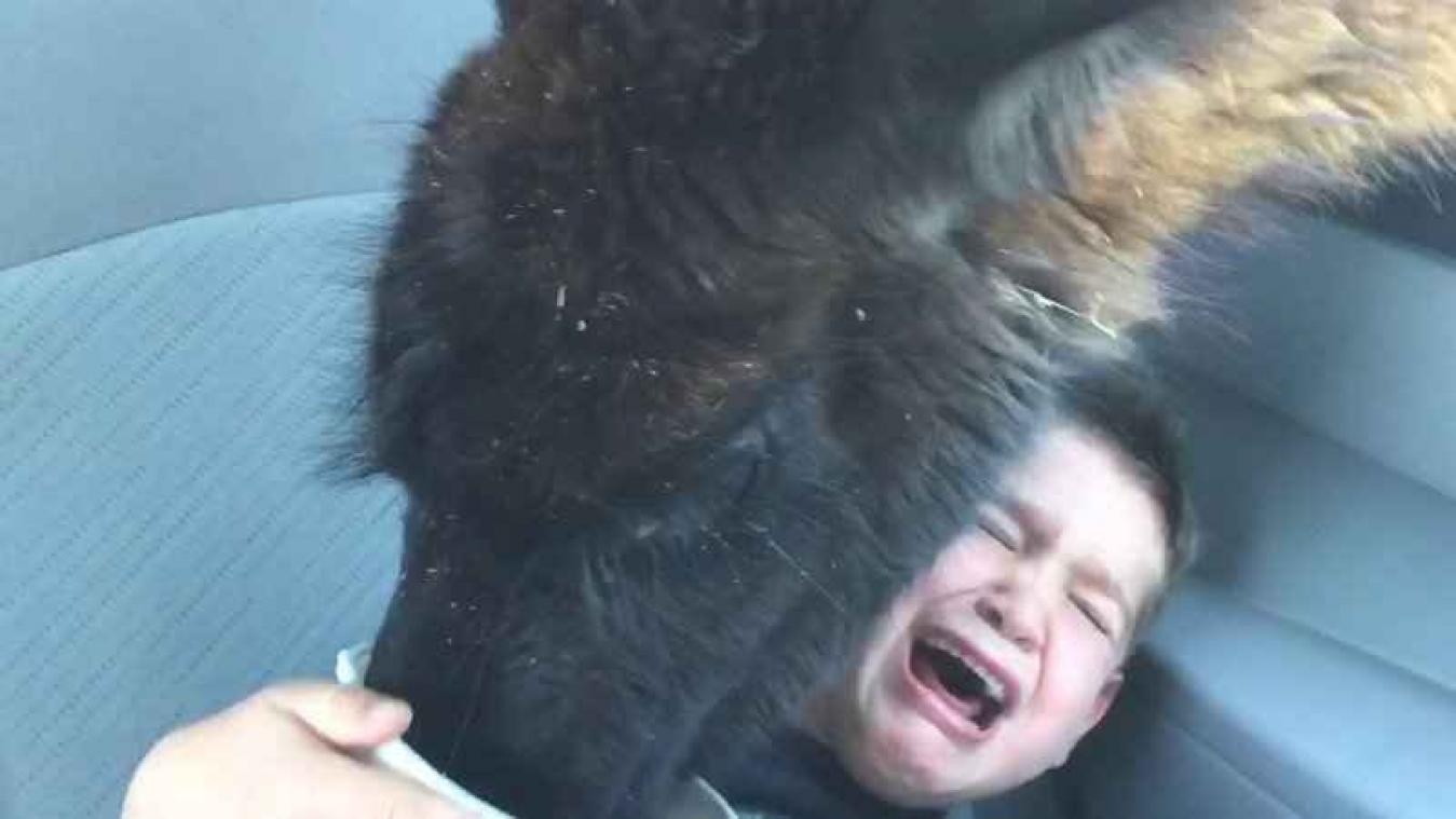 Nieuwsgierige lama jaagt kind de stuipen op het lijf