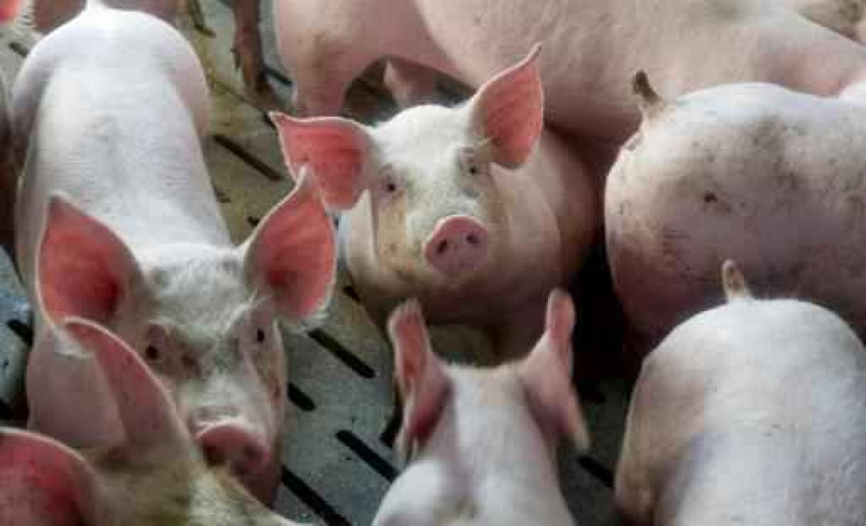 Animal Rights filmt "schokkende undercover beelden" in varkensslachthuis Tielt