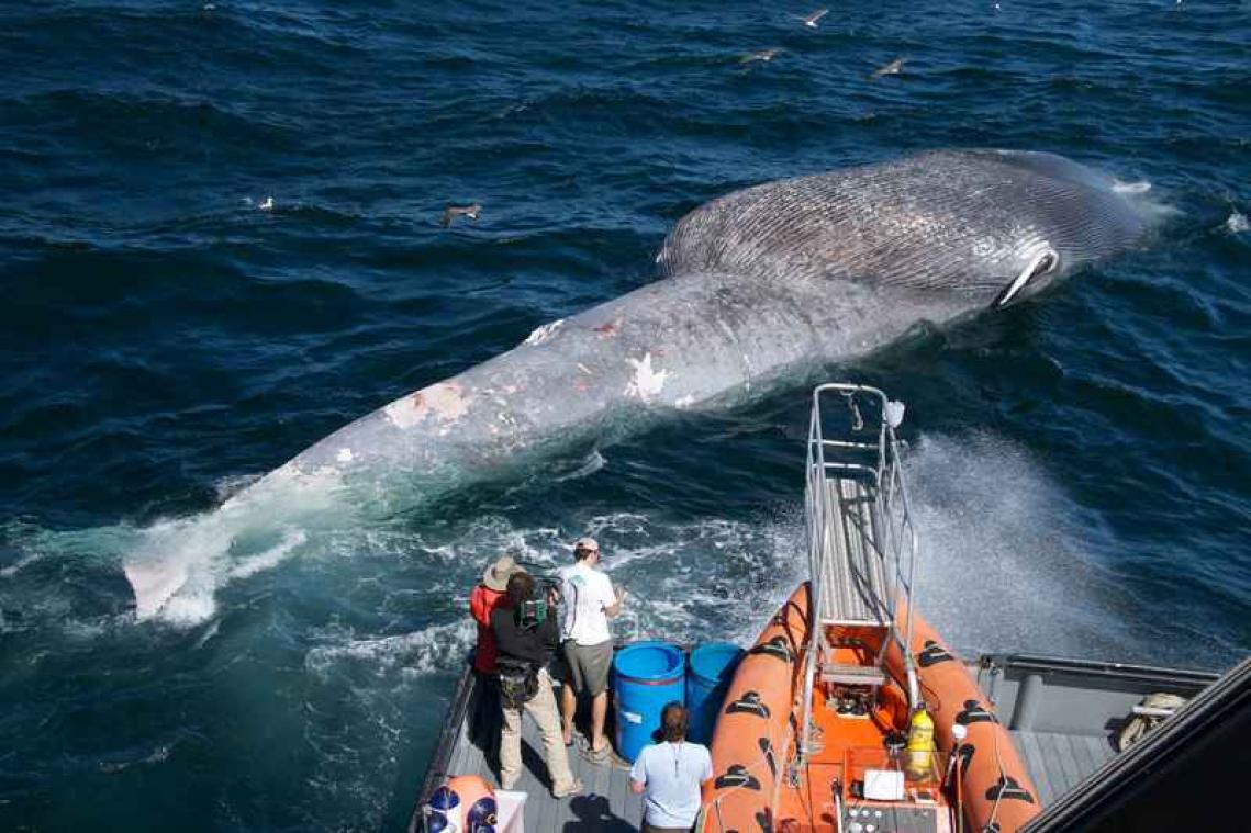 Walviskadaver voor Belgische kust