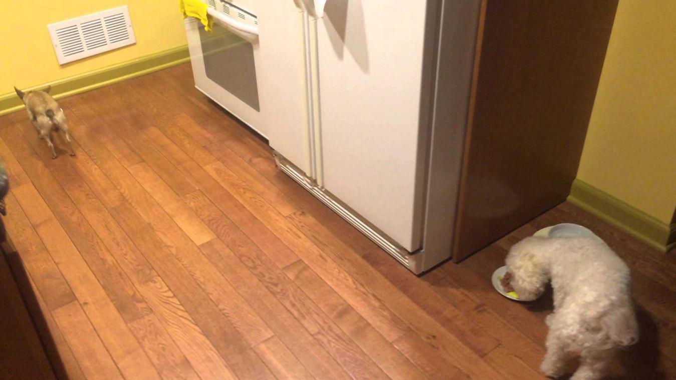 Geadopteerde hond eet niet graag alleen