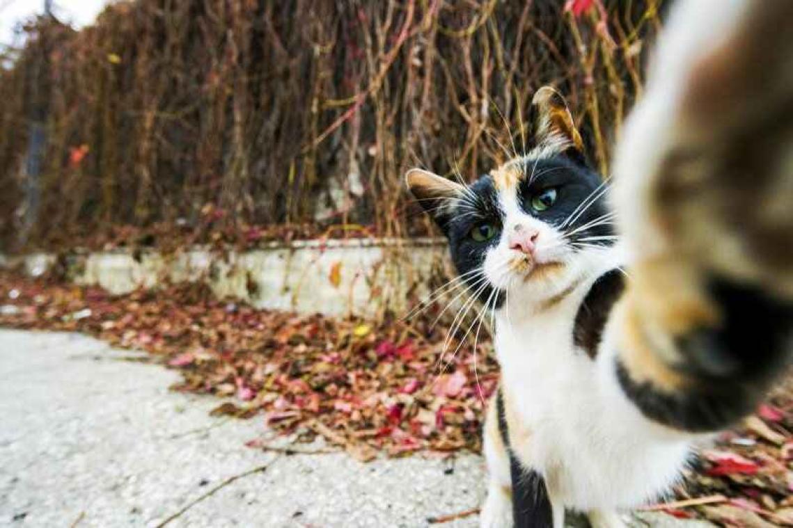 IN BEELD. Dit zijn de meest hilarische dierenfoto's