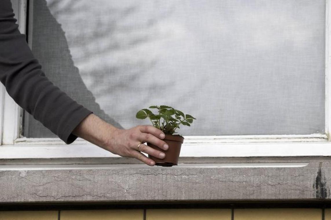 Aardbeiplantjes meten luchtkwaliteit