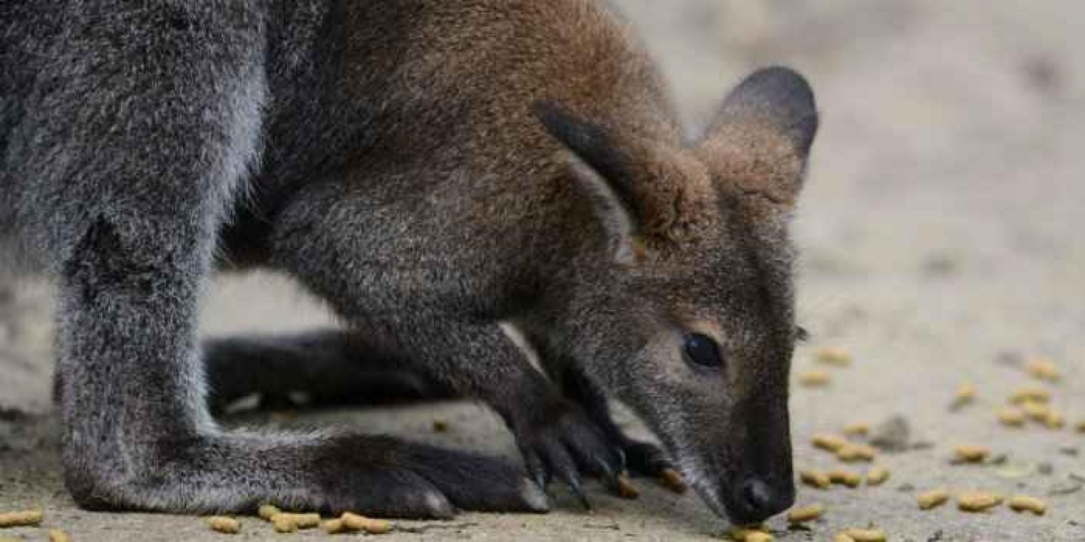Wallaby's eten opium, worden high en creëren graancirkels