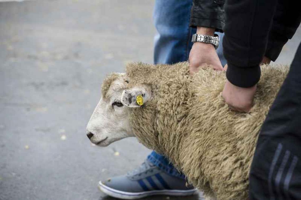 Vlaanderen maakt komaf met onverdoofd slachten