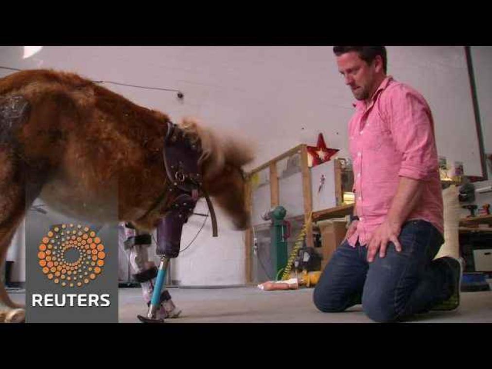 Pony kan weer lopen dankzij 'Dr Doolittle'