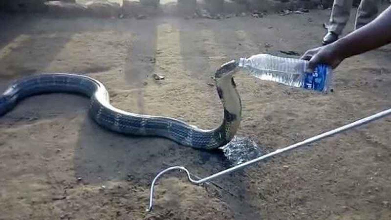 Dorstige cobra krijgt water uit een flesje