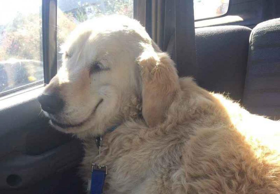 Gedrogeerde hond lijkt dolgelukkig na operatie