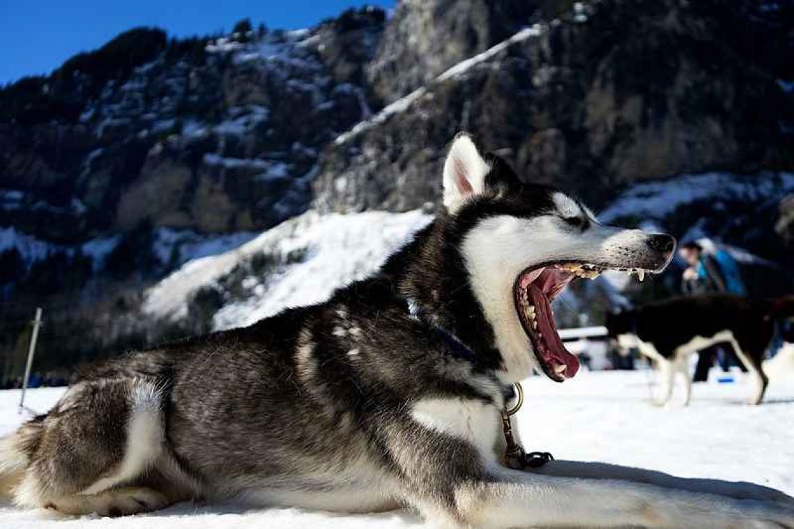 Ter dood veroordeelde husky krijgt gratie van gouverneur