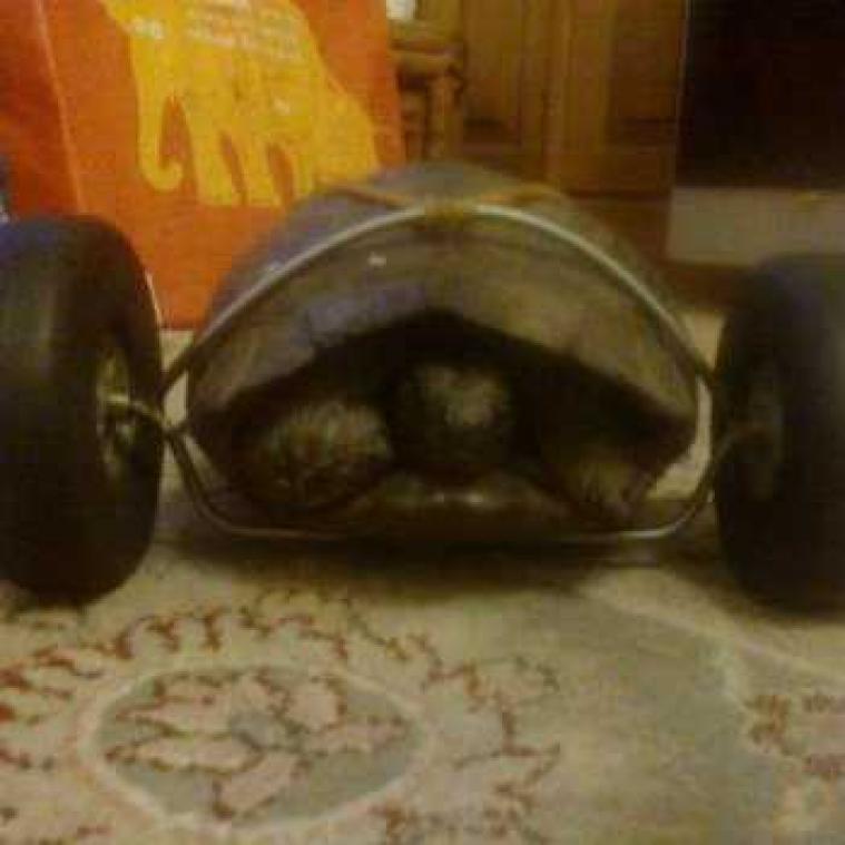 Verminkte schildpad krijgt rolstoel