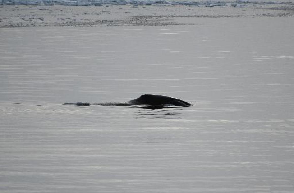 Unieke Groenlandse walvis voor kust van Raversijde