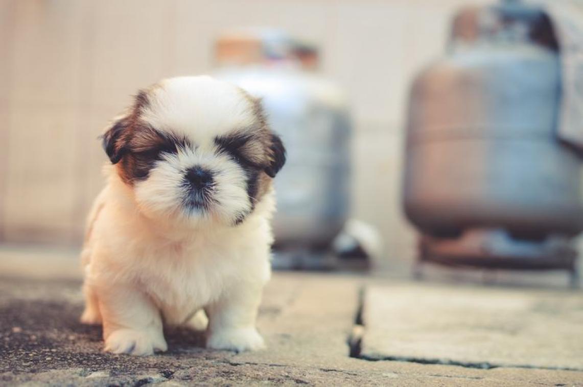 Deze start-up vrolijkt je op met puppy's aan de deur