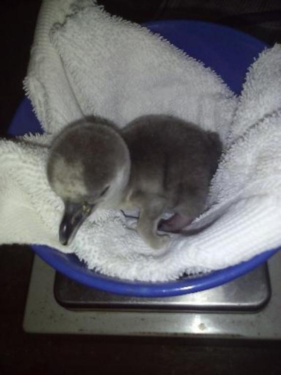 Sea Life Blankenberge verwelkomt babypinguïn