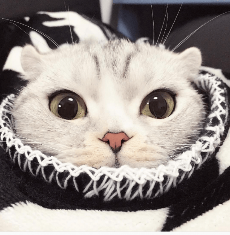 Buitengewoon schattige kat is eigenlijk dierenmishandeling