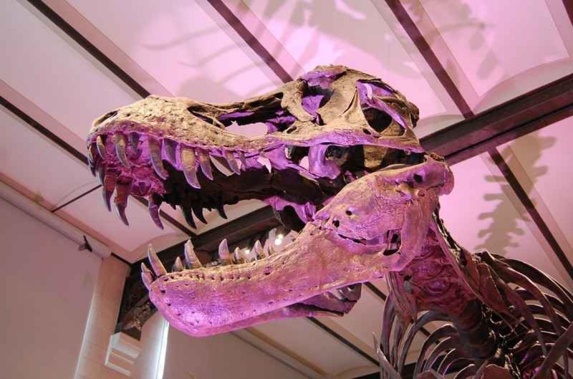 De tyrannosaurus had ook een gevoelig kantje