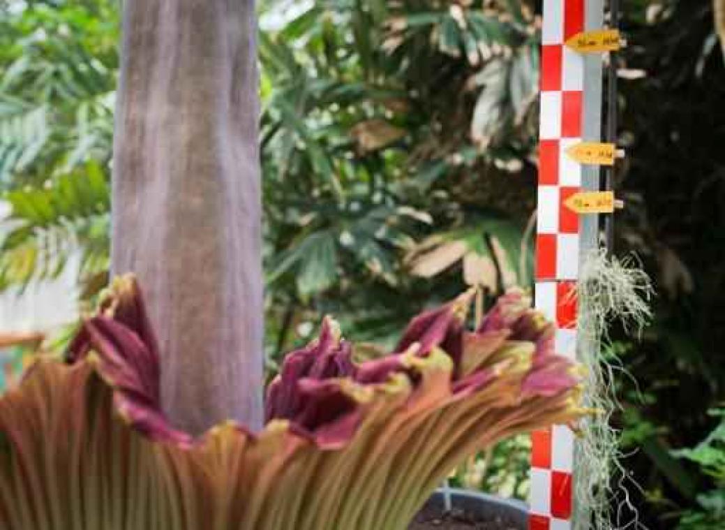 Plantentuin Meise verwacht binnenkort twee bloeiende reuzenaronskelken