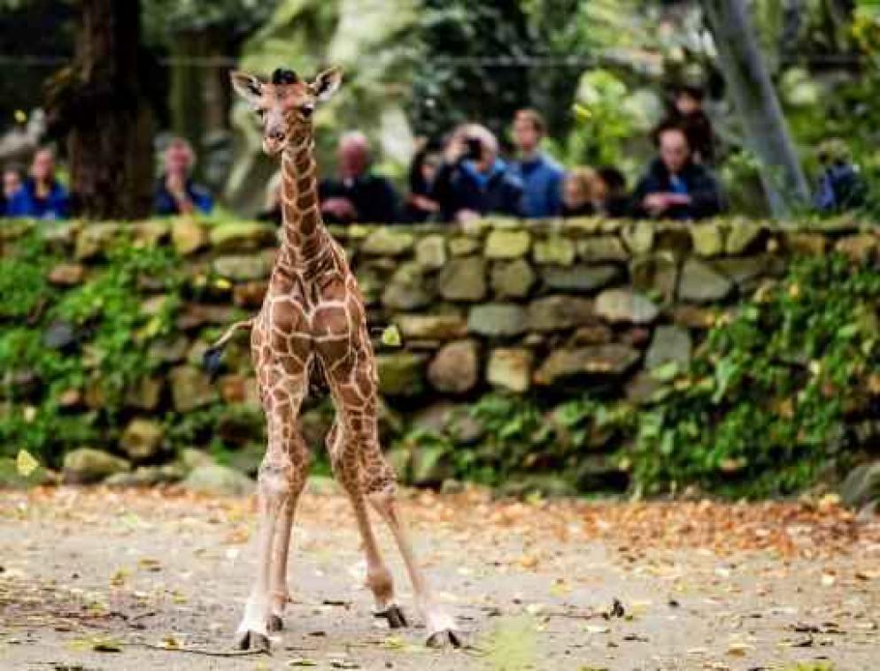 Man verliest teelbal bij poging om binnen te sluipen in dierentuin van Amsterdam