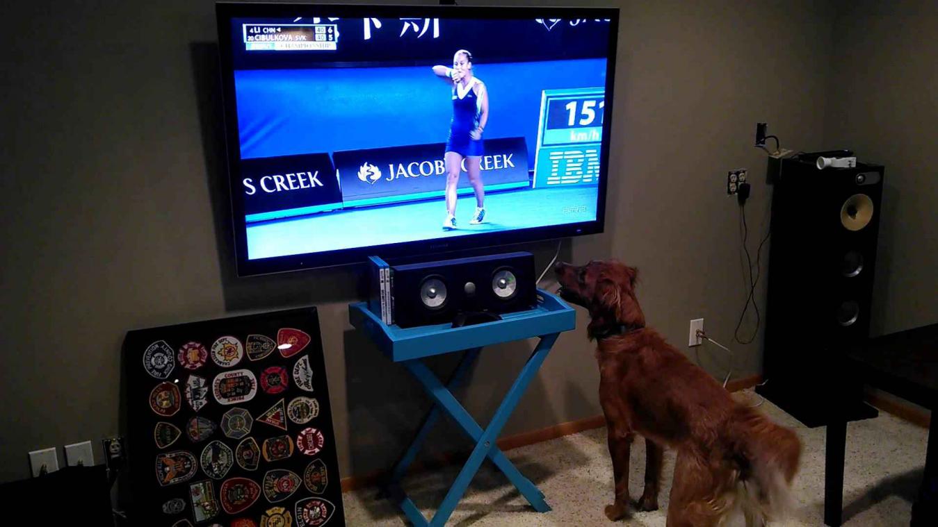 Is deze hond de meest enthousiaste tennisfan?