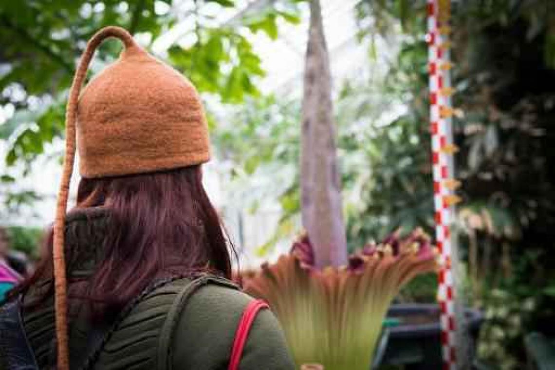 Een nieuwe reuzenaronskelk in bloei in Plantentuin in Meise