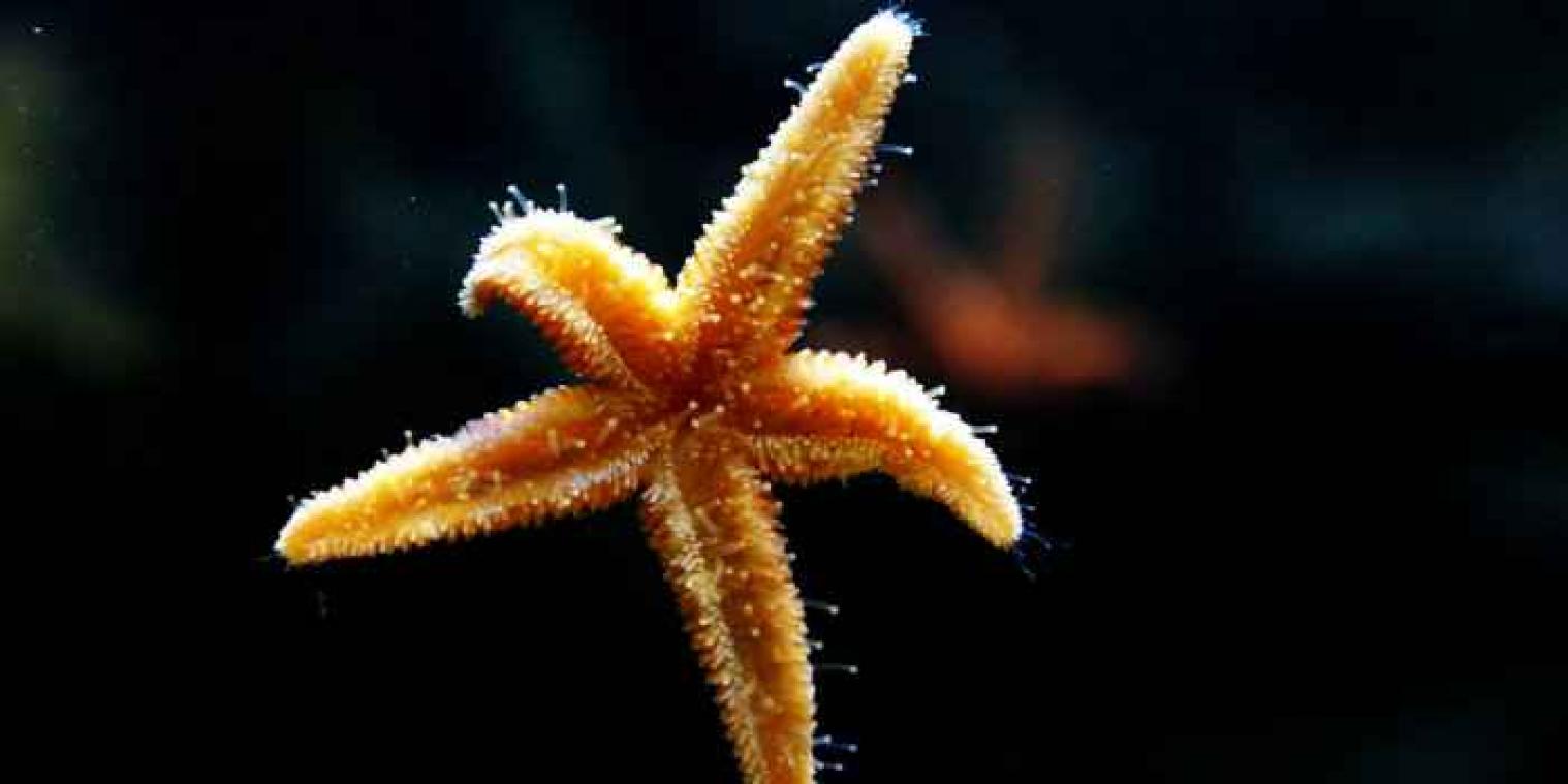 Mysterieuze ziekte vierendeelt zeesterren