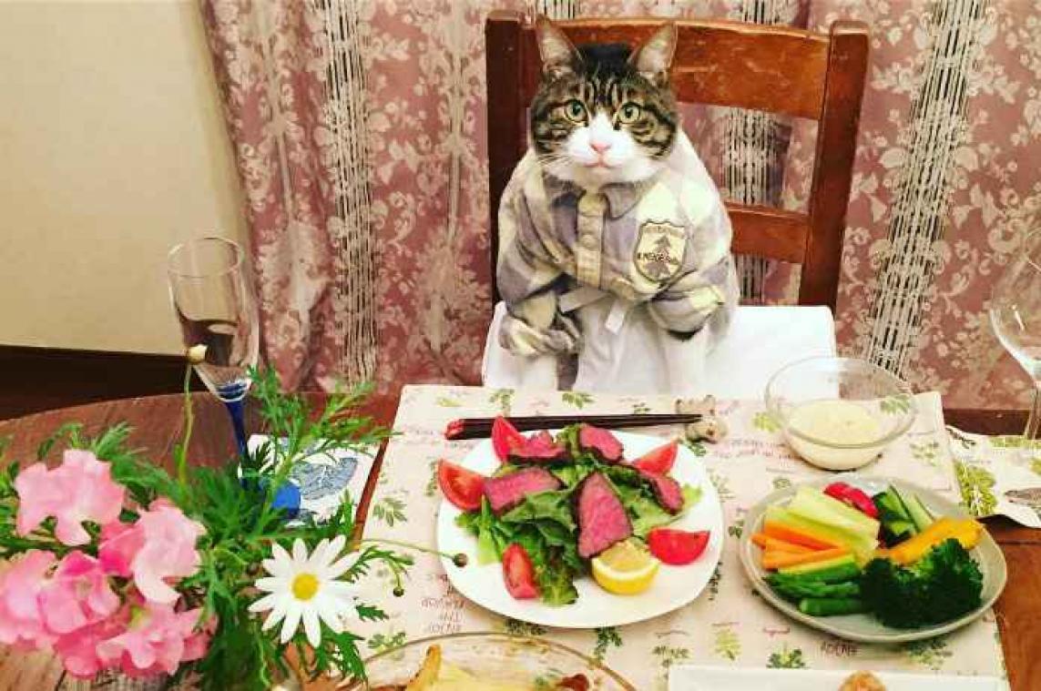 IN BEELD. Deze kat krijgt de lekkerste maaltijden voorgeschoteld