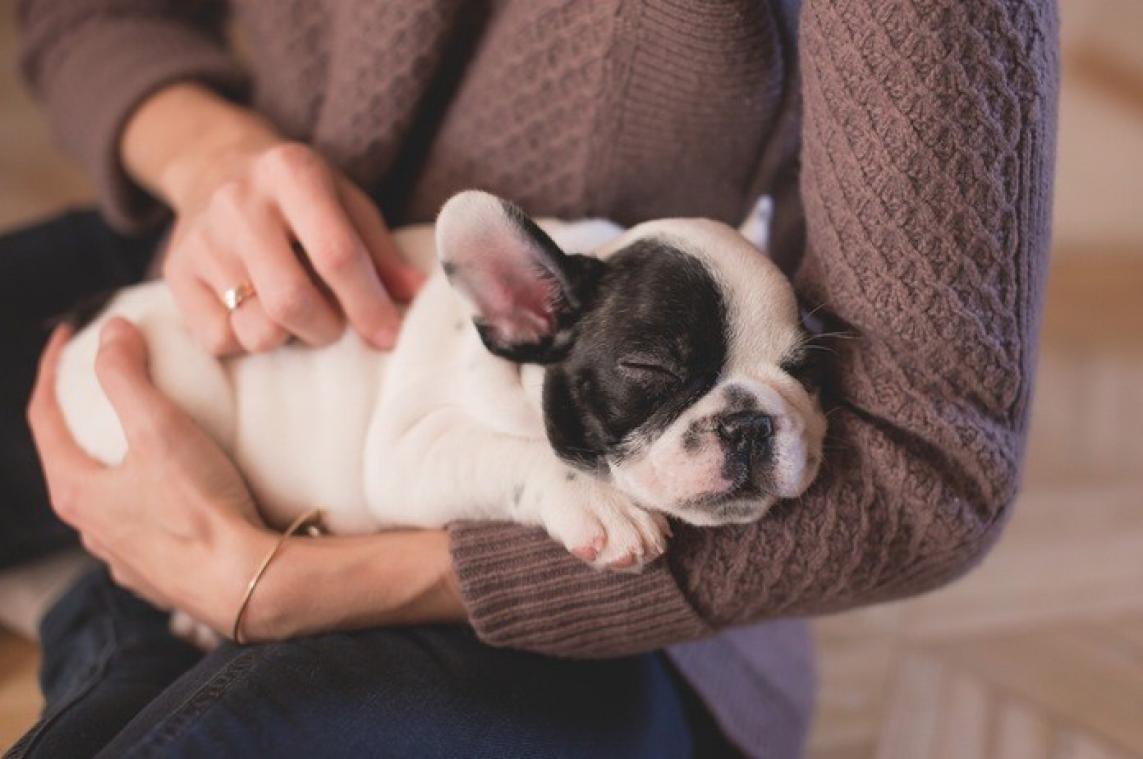 In India bestaat er puppyverlof