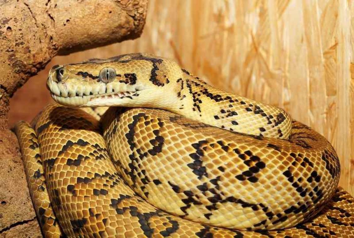 Methverslaafde python is succesvol afgekickt in centrum