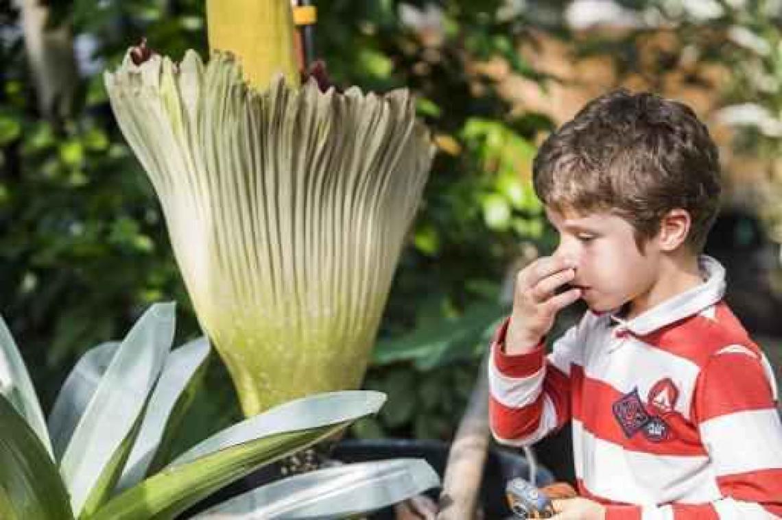 Plantentuin Meise tracht bloeiende reuzenaronskelk te bevruchten met Gents stuifmeel